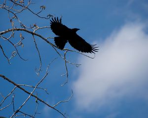 Preview wallpaper raven, bird, branches, sky, nature