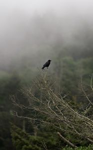 Preview wallpaper raven, bird, branches, haze, fog, nature