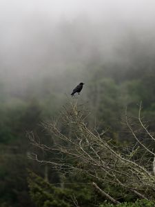 Preview wallpaper raven, bird, branches, haze, fog, nature