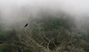 Preview wallpaper raven, bird, branches, haze, fog, nature