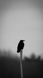 Preview wallpaper raven, bird, bw
