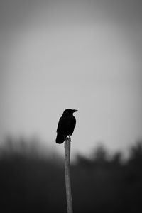 Preview wallpaper raven, bird, bw