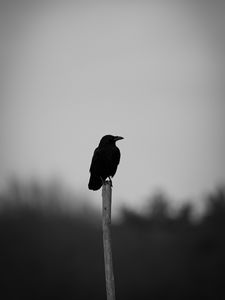 Preview wallpaper raven, bird, bw