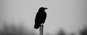 Preview wallpaper raven, bird, bw