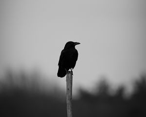 Preview wallpaper raven, bird, bw