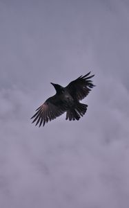 Preview wallpaper raven, bird, clouds, sky