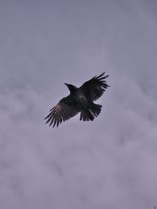 Preview wallpaper raven, bird, clouds, sky