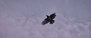 Preview wallpaper raven, bird, clouds, sky