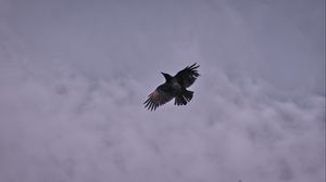 Preview wallpaper raven, bird, clouds, sky