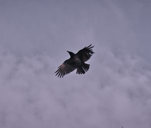 Preview wallpaper raven, bird, clouds, sky