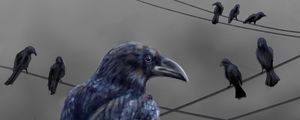 Preview wallpaper raven, bird, feathers, wire