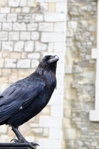 Preview wallpaper raven, bird, feathers, watching