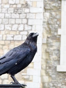 Preview wallpaper raven, bird, feathers, watching