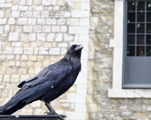 Preview wallpaper raven, bird, feathers, watching