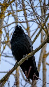 Preview wallpaper raven, bird, feathers, branches, observation, wildlife