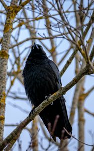 Preview wallpaper raven, bird, feathers, branches, observation, wildlife