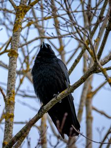 Preview wallpaper raven, bird, feathers, branches, observation, wildlife