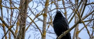 Preview wallpaper raven, bird, feathers, branches, observation, wildlife