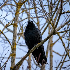 Preview wallpaper raven, bird, feathers, branches, observation, wildlife