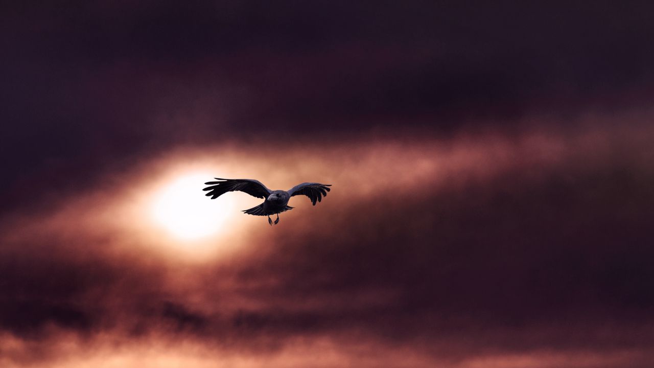 Wallpaper raven, bird, flight, sky