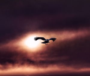 Preview wallpaper raven, bird, flight, sky