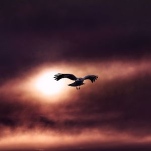 Preview wallpaper raven, bird, flight, sky