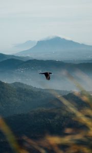 Preview wallpaper raven, bird, flight, mountains, wildlife