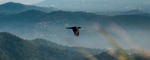 Preview wallpaper raven, bird, flight, mountains, wildlife