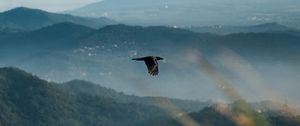 Preview wallpaper raven, bird, flight, mountains, wildlife