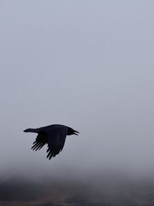 Preview wallpaper raven, bird, flight, sky, clouds