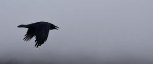 Preview wallpaper raven, bird, flight, sky, clouds