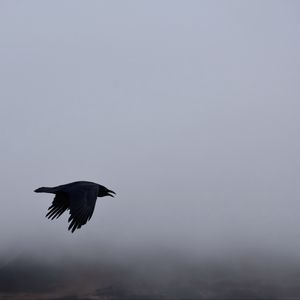 Preview wallpaper raven, bird, flight, sky, clouds