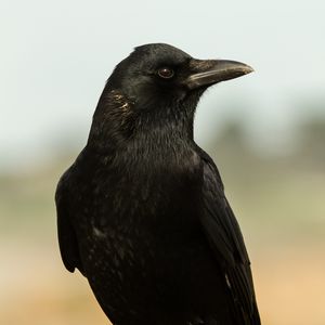 Preview wallpaper raven, bird, glance