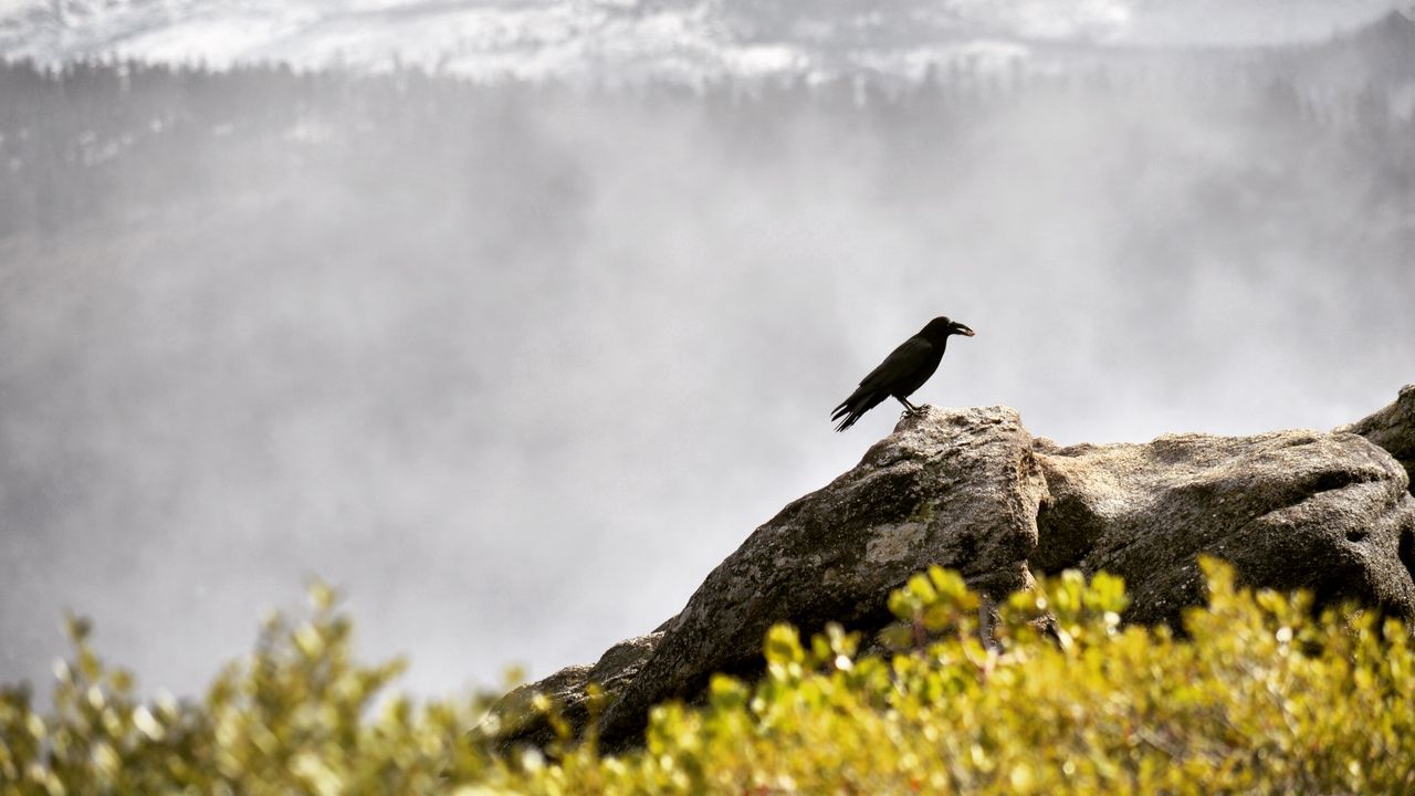 Wallpaper raven, bird, grass, mountains
