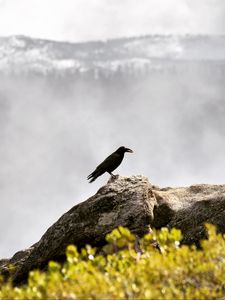 Preview wallpaper raven, bird, grass, mountains