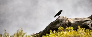 Preview wallpaper raven, bird, grass, mountains