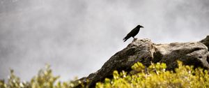 Preview wallpaper raven, bird, grass, mountains