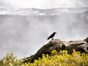 Preview wallpaper raven, bird, grass, mountains