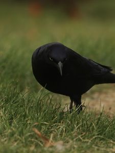 Preview wallpaper raven, bird, grass, wildlife