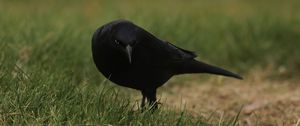 Preview wallpaper raven, bird, grass, wildlife