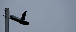 Preview wallpaper raven, bird, lantern, sky, gray