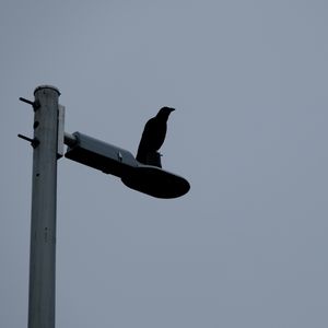 Preview wallpaper raven, bird, lantern, sky, gray