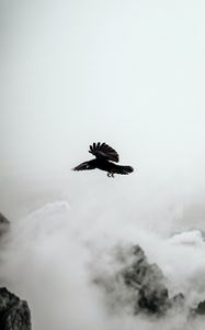 Preview wallpaper raven, bird, rocks, fog