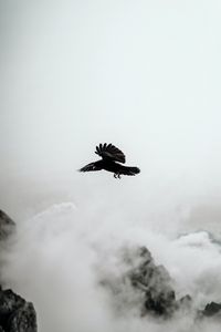 Preview wallpaper raven, bird, rocks, fog