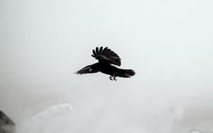 Preview wallpaper raven, bird, rocks, fog