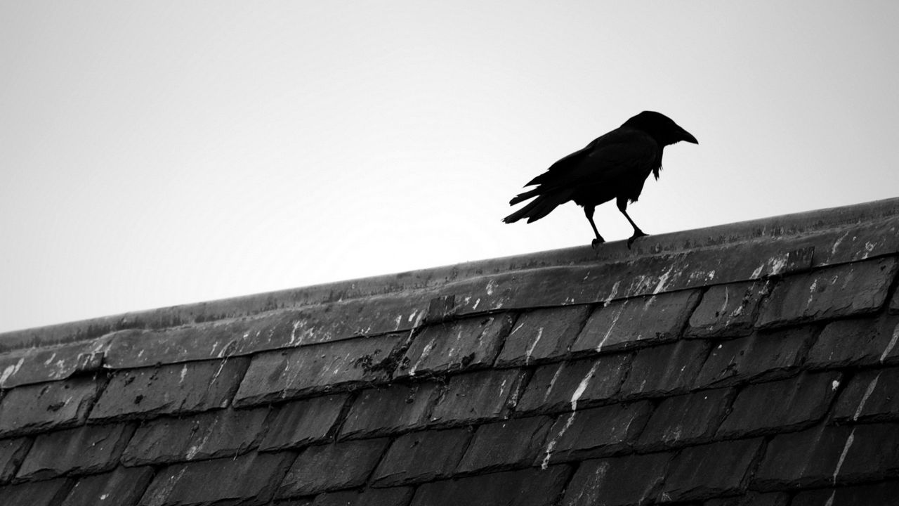 Wallpaper raven, bird, roof, sky, black white