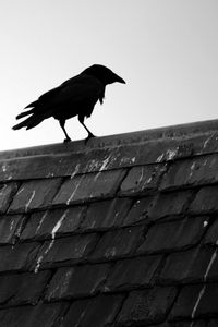 Preview wallpaper raven, bird, roof, sky, black white