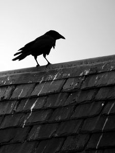Preview wallpaper raven, bird, roof, sky, black white