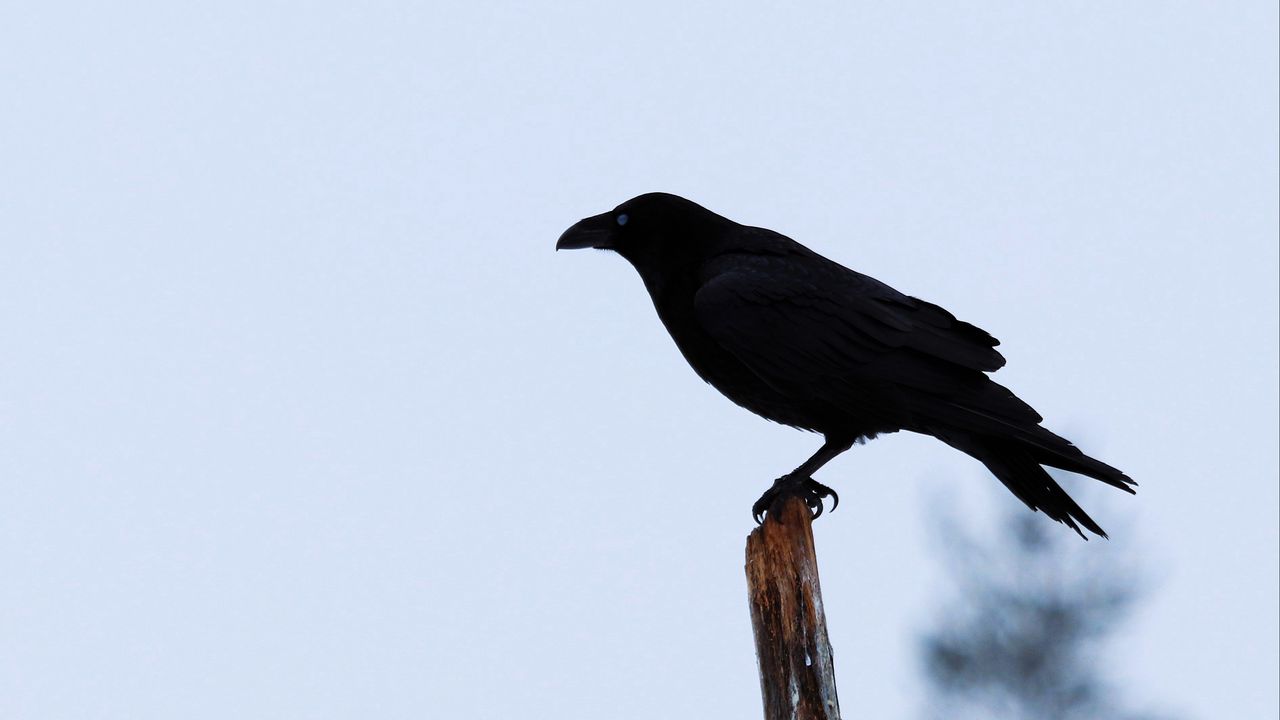 Wallpaper raven, bird, silhouette, branch, sky, feathers, animal