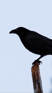 Preview wallpaper raven, bird, silhouette, branch, sky, feathers, animal